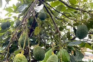 1354 Tierra Cir, Winter Park, FL 32792 - Photo 29