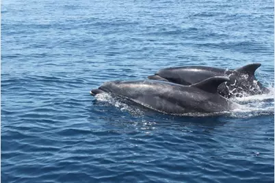 295 E Ariel Road, Oak Hill, FL 32759 - Photo 53