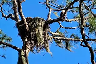 372 Rest Haven Rd, Geneva, FL 32732 - Photo 67