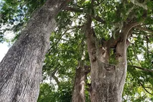 1140 S Orlando Ave, Maitland, FL 32751 - Photo 53