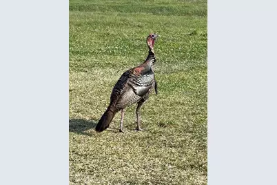 3650 Lake Tohopekaliga Road, Saint Cloud, FL 34772 - Photo 41