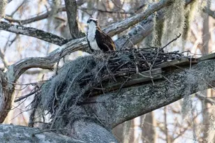 348 Georgetown Dr, Casselberry, FL 32707 - Photo 49