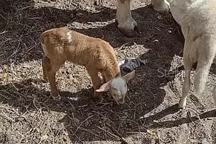 740 S Palomino St, Clewiston, FL 33440 - Photo 43