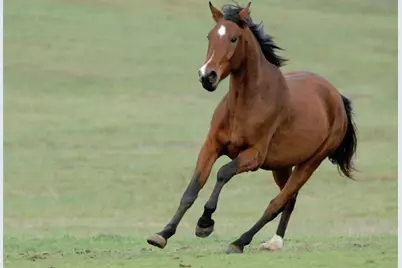 11630 Flynn Court, Winter Garden, FL 34787 - Photo 89