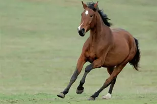 11630 Flynn Ct, Winter Garden, FL 34787 - Photo 89