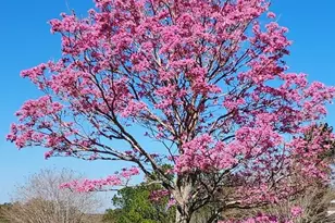 17631 Vista Belle Ct, Montverde, FL 34756 - Photo 5