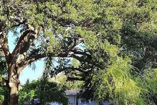 820 Bayou Ave, Tarpon Springs, FL 34689 - Photo 13