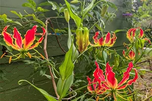 748 W Florence Ave, Deland, FL 32720 - Photo 33