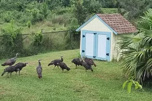 5564 Jack Brack Rd, Saint Cloud, FL 34771 - Photo 61