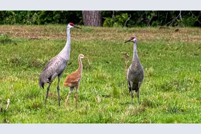 5564 Jack Brack Road, Saint Cloud, FL 34771 - Photo 55