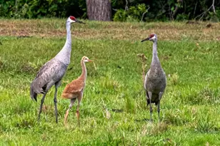 5564 Jack Brack Rd, Saint Cloud, FL 34771 - Photo 55