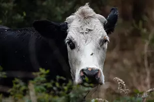 5564 Jack Brack Rd, Saint Cloud, FL 34771 - Photo 57