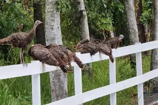 5564 Jack Brack Rd, Saint Cloud, FL 34771 - Photo 53