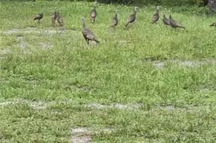 40140 Swift Rd, Eustis, FL 32736 - Photo 41