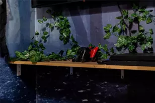 2041 Lacie Jo Ln, Kissimmee, FL 34743 - Photo 43