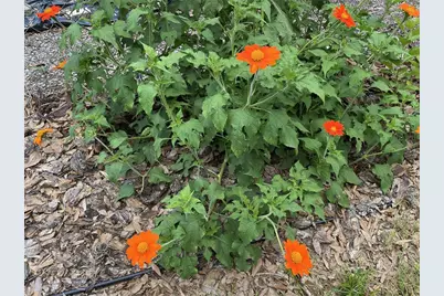 164 Royal Palm Drive, Leesburg, FL 34748 - Photo 79