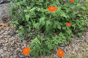 164 Royal Palm Dr, Leesburg, FL 34748 - Photo 79