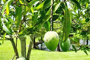 813 Marsh Reed Dr, Winter Garden, FL 34787 - Photo 57