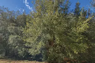 Maltas Ave, Interlachen, FL 32148 - Photo 1