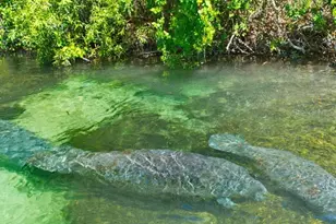 12368 Piping Plover Ave, Weeki Wachee, FL 34614 - Photo 41