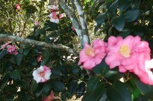 1715 W Lake Mary Blvd, Lake Mary, FL 32746 - Photo 45