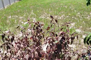 169 Big Black Dr, Kissimmee, FL 34759 - Photo 23