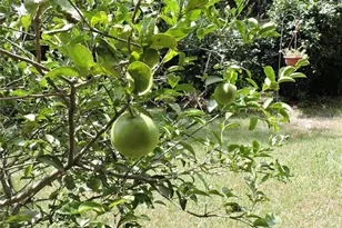 2312 Hillside Dr, Mount Dora, FL 32757 - Photo 15