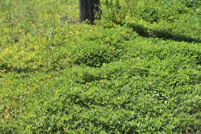 Green Swamp Road, Clermont, FL 34714 - Photo 9