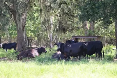 Green Swamp Road, Clermont, FL 34714 - Photo 45