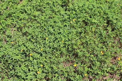 Green Swamp Road, Clermont, FL 34714 - Photo 11