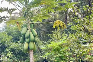 2111 Rocky Bluff Ct, Oviedo, FL 32765 - Photo 41