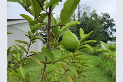 85 Alderwood Drive, Kissimmee, FL 34743 - Photo 9