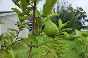 85 Alderwood Dr, Kissimmee, FL 34743 - Photo 9