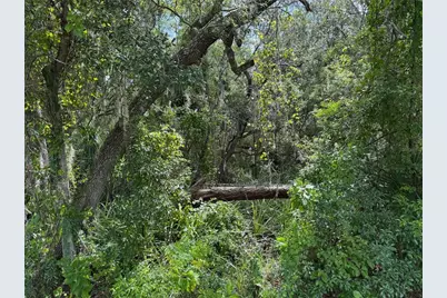 Pine Tree Drive, Eustis, FL 32726 - Photo 3