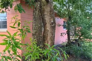 3502 Arch St, Orlando, FL 32808 - Photo 63