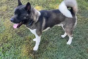 3847 Carrick Bend Dr, Kissimmee, FL 34746 - Photo 47