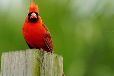 210 SE 1st Street, Georgetown, FL 32139 - Photo 7