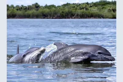 438 Bouchelle Drive #105, New Smyrna Beach, FL 32169 - Photo 35