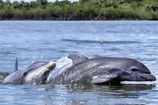 438 Bouchelle Dr, New Smyrna Beach, FL 32169 - Photo 35