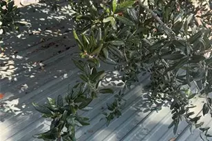 43430 Cooter Pond Rd, Deland, FL 32720 - Photo 13