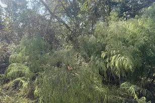 43430 Cooter Pond Rd, Deland, FL 32720 - Photo 17