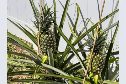 405 Quail Hill Drive, Debary, FL 32713 - Photo 39