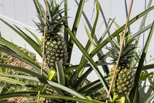 405 Quail Hill Dr, Debary, FL 32713 - Photo 39