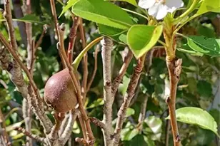 460 Nadeau Way, Apopka, FL 32712 - Photo 49