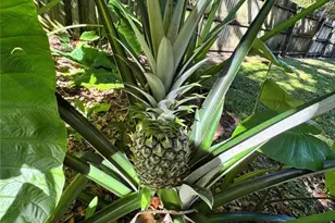 153 Duncan Trail, Longwood, FL 32779 - Photo 19