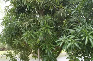 14505 Ward Rd, Orlando, FL 32824 - Photo 53