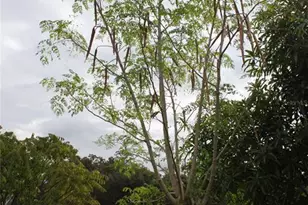 14505 Ward Rd, Orlando, FL 32824 - Photo 51