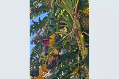 116 Raintree Court, Auburndale, FL 33823 - Photo 29