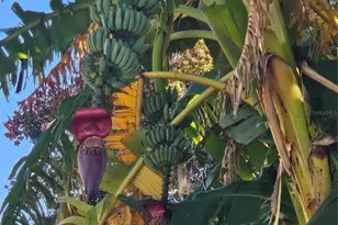 116 Raintree Ct, Auburndale, FL 33823 - Photo 29