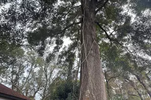 3750 Roseboro St, Orlando, FL 32805 - Photo 19